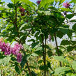 Šeřík 'Miss Canada' - Syringa 'Miss Canada'