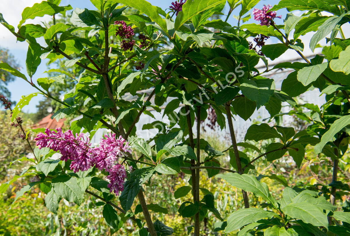 Šeřík 'Miss Canada' - Syringa 'Miss Canada'