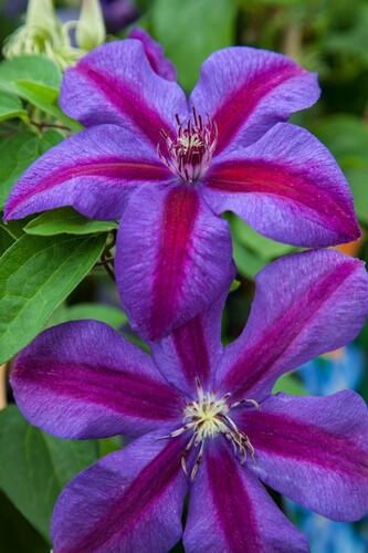 Plamének 'Mrs. N. Thompson' - Clematis 'Mrs. N. Thompson'