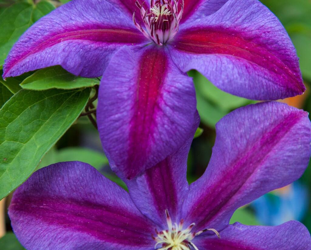 Plamének 'Mrs. N. Thompson' - Clematis 'Mrs. N. Thompson'