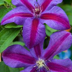 Plamének 'Mrs. N. Thompson' - Clematis 'Mrs. N. Thompson'