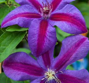 Plamének 'Mrs. N. Thompson' - Clematis 'Mrs. N. Thompson'