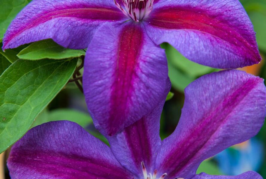 Plamének 'Mrs. N. Thompson' - Clematis 'Mrs. N. Thompson'