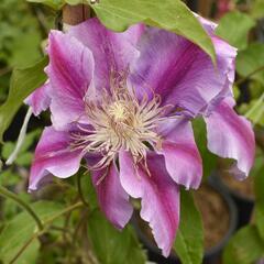 Plamének 'Doctor Ruppel' - Clematis 'Doctor Ruppel'