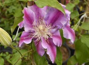 Plamének 'Doctor Ruppel' - Clematis 'Doctor Ruppel'