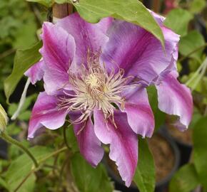 Plamének 'Doctor Ruppel' - Clematis 'Doctor Ruppel'