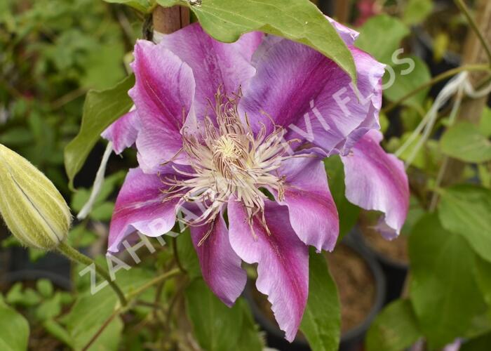 Plamének 'Doctor Ruppel' - Clematis 'Doctor Ruppel'