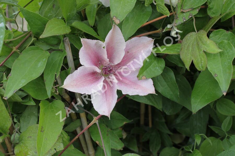 Plamének 'Comtesse de Bouchaud' - Clematis 'Comtesse de Bouchaud'