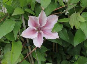 Plamének 'Comtesse de Bouchaud' - Clematis 'Comtesse de Bouchaud'