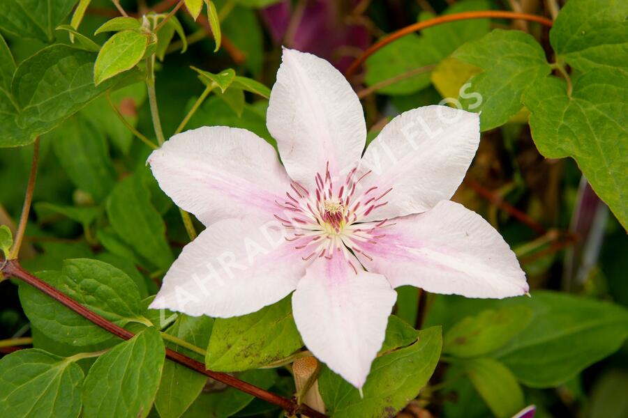 Plamének 'Comtesse de Bouchaud' - Clematis 'Comtesse de Bouchaud'