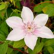 Plamének 'Comtesse de Bouchaud' - Clematis 'Comtesse de Bouchaud'