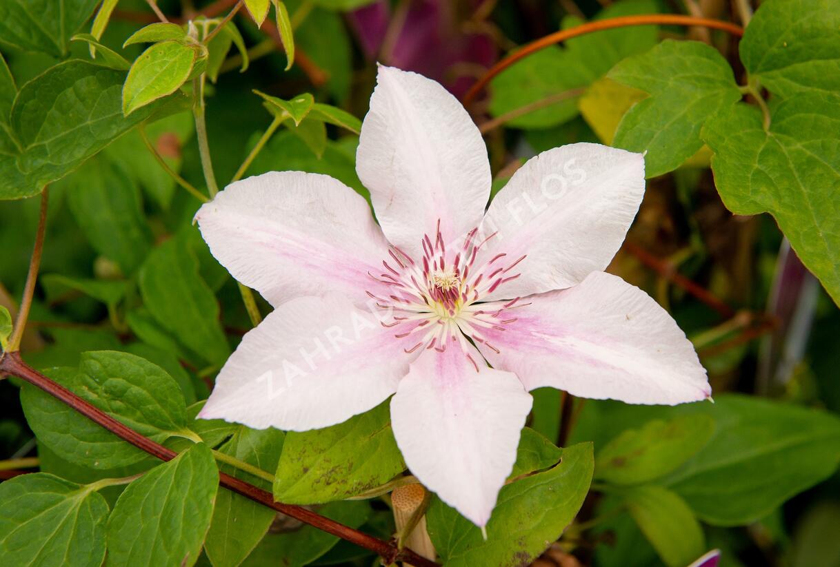 Plamének 'Comtesse de Bouchaud' - Clematis 'Comtesse de Bouchaud'
