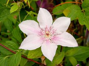 Plamének 'Comtesse de Bouchaud' - Clematis 'Comtesse de Bouchaud'