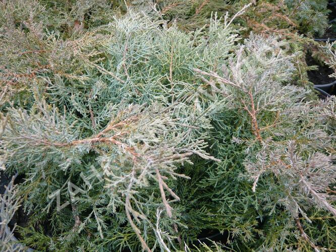 Jalovec prostřední 'Pfitzeriana Glauca' - Juniperus media 'Pfitzeriana Glauca'