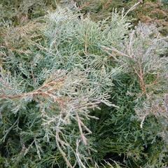 Jalovec prostřední 'Pfitzeriana Glauca' - Juniperus media 'Pfitzeriana Glauca'