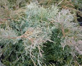 Jalovec prostřední 'Pfitzeriana Glauca'