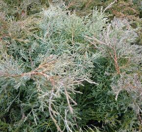 Jalovec prostřední 'Pfitzeriana Glauca' - Juniperus media 'Pfitzeriana Glauca'