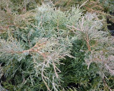 Jalovec prostřední 'Pfitzeriana Glauca'