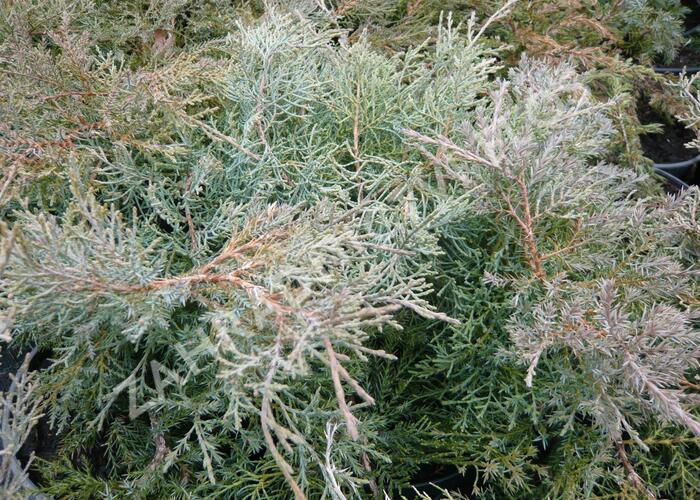 Jalovec prostřední 'Pfitzeriana Glauca' - Juniperus media 'Pfitzeriana Glauca'