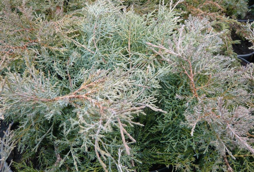Jalovec prostřední 'Pfitzeriana Glauca' - Juniperus media 'Pfitzeriana Glauca'
