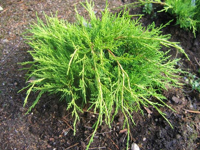 Jalovec prostřední 'Mordigan Gold' - Juniperus media 'Mordigan Gold'