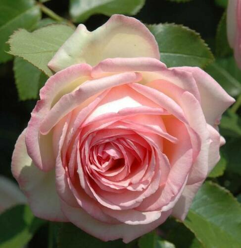 Růže pnoucí Meilland 'Eden Rose' - Rosa PN 'Eden Rose'