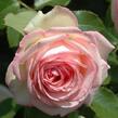 Růže pnoucí Meilland 'Eden Rose' - Rosa PN 'Eden Rose'