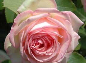 Růže pnoucí Meilland 'Eden Rose' - Rosa PN 'Eden Rose'