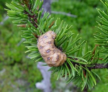 Borovice Banksova - Pinus banksiana