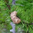 Borovice Banksova - Pinus banksiana