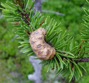 Borovice Banksova - Pinus banksiana