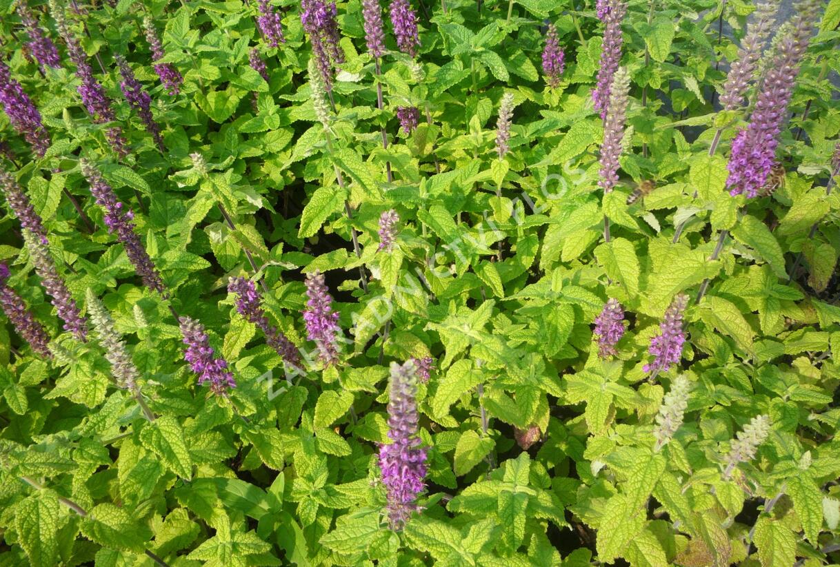 Ožanka íránská - Teucrium hircanicum