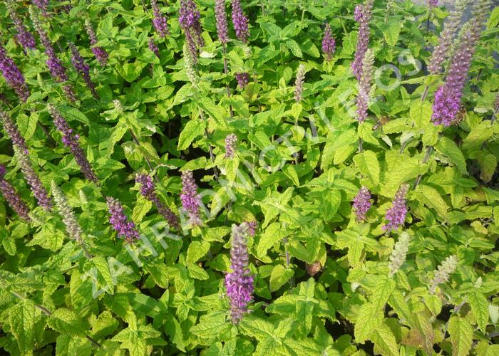 Ožanka - Teucrium hircanicum