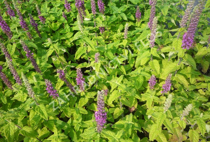 Ožanka íránská - Teucrium hircanicum