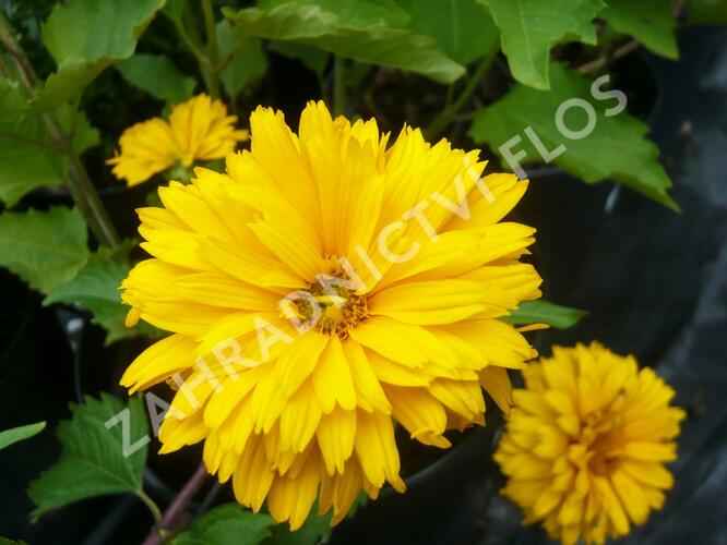 Janeba drsná 'Goldgefieder' - Heliopsis helianthoides 'Goldgefieder'