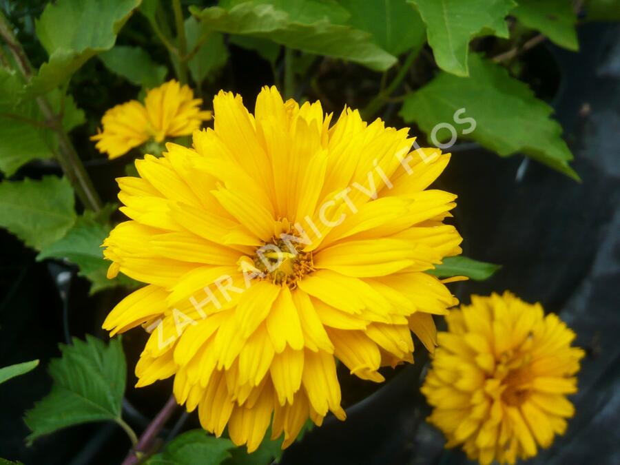 Janeba drsná 'Goldgefieder' - Heliopsis helianthoides 'Goldgefieder'