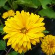 Janeba drsná 'Goldgefieder' - Heliopsis helianthoides 'Goldgefieder'