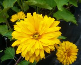 Janeba drsná 'Goldgefieder'