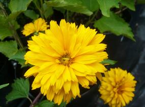 Janeba drsná 'Goldgefieder' - Heliopsis helianthoides 'Goldgefieder'