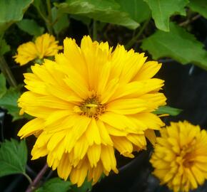 Janeba drsná 'Goldgefieder' - Heliopsis helianthoides 'Goldgefieder'