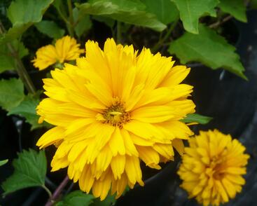 Janeba drsná 'Goldgefieder'