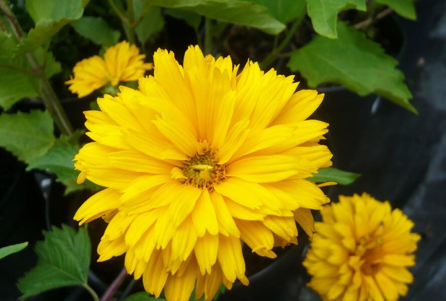 Janeba drsná 'Goldgefieder' - Heliopsis helianthoides 'Goldgefieder'