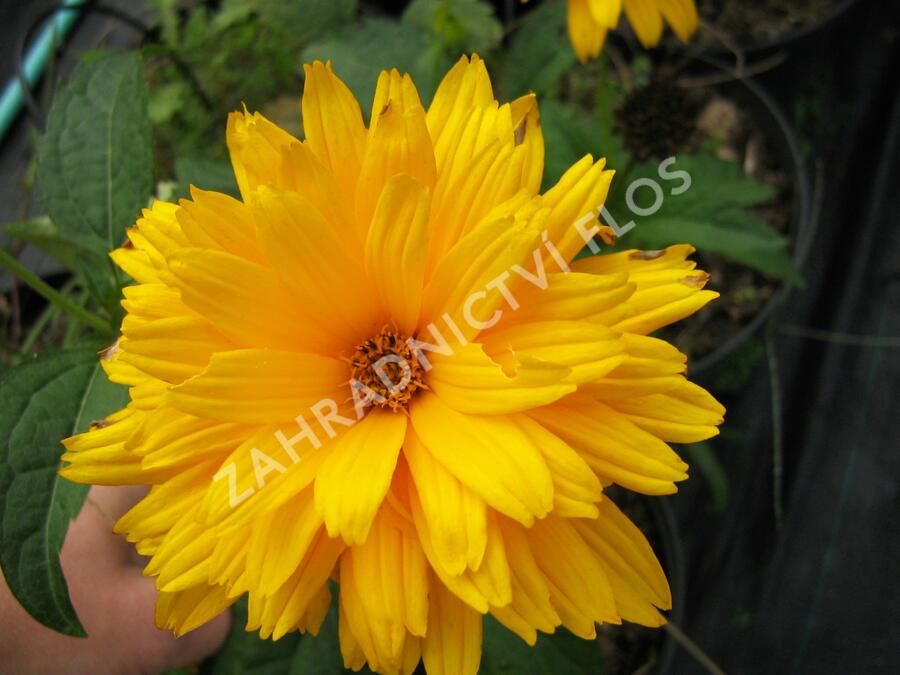 Janeba drsná 'Goldgefieder' - Heliopsis helianthoides 'Goldgefieder'