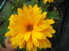 Janeba drsná 'Goldgefieder' - Heliopsis helianthoides 'Goldgefieder'
