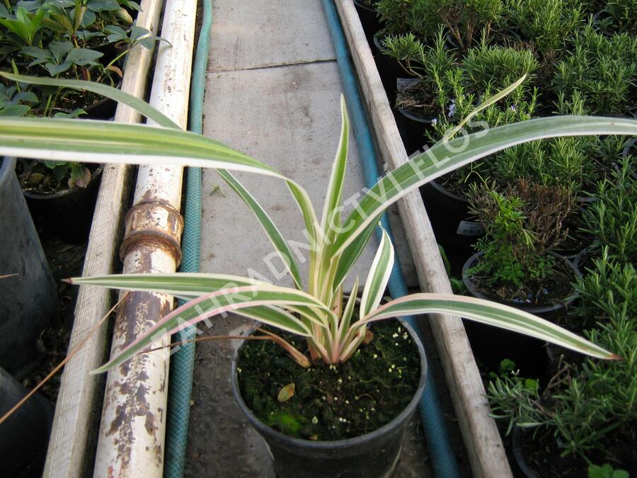 Dianela 'Variegata' - Dianella tasmanica 'Variegata'