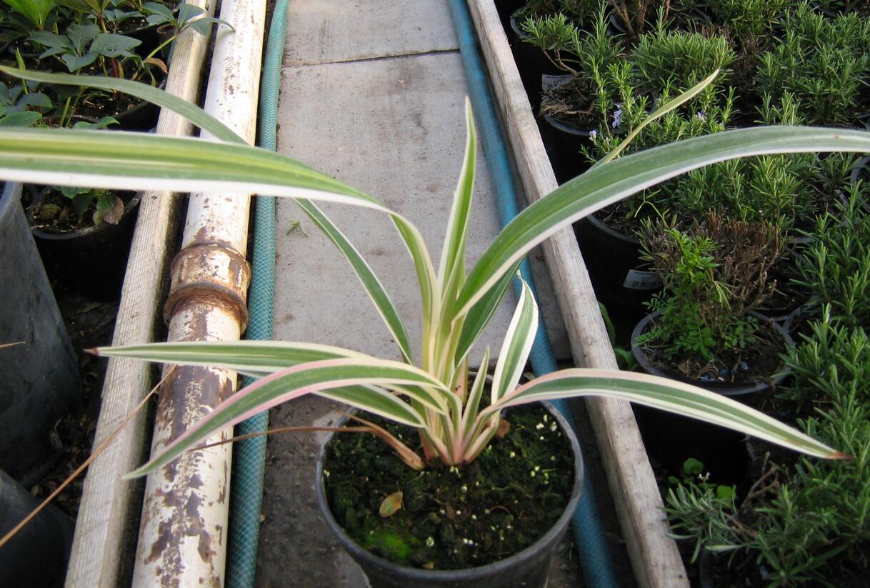 Dianela 'Variegata' - Dianella tasmanica 'Variegata'
