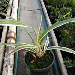 Dianela 'Variegata' - Dianella tasmanica 'Variegata'