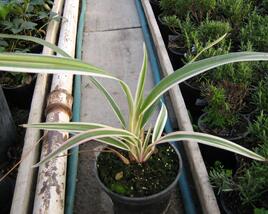 Dianela 'Variegata'