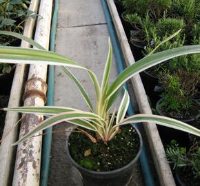 Dianela 'Variegata' - Dianella tasmanica 'Variegata'