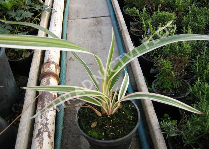 Dianela 'Variegata' - Dianella tasmanica 'Variegata'